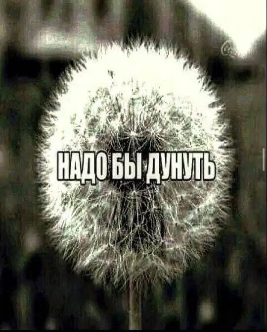 Сегодня на повестке ночи переживания о будущем. Ох уж эти страдания п… — M1RARAR · Стрекоза