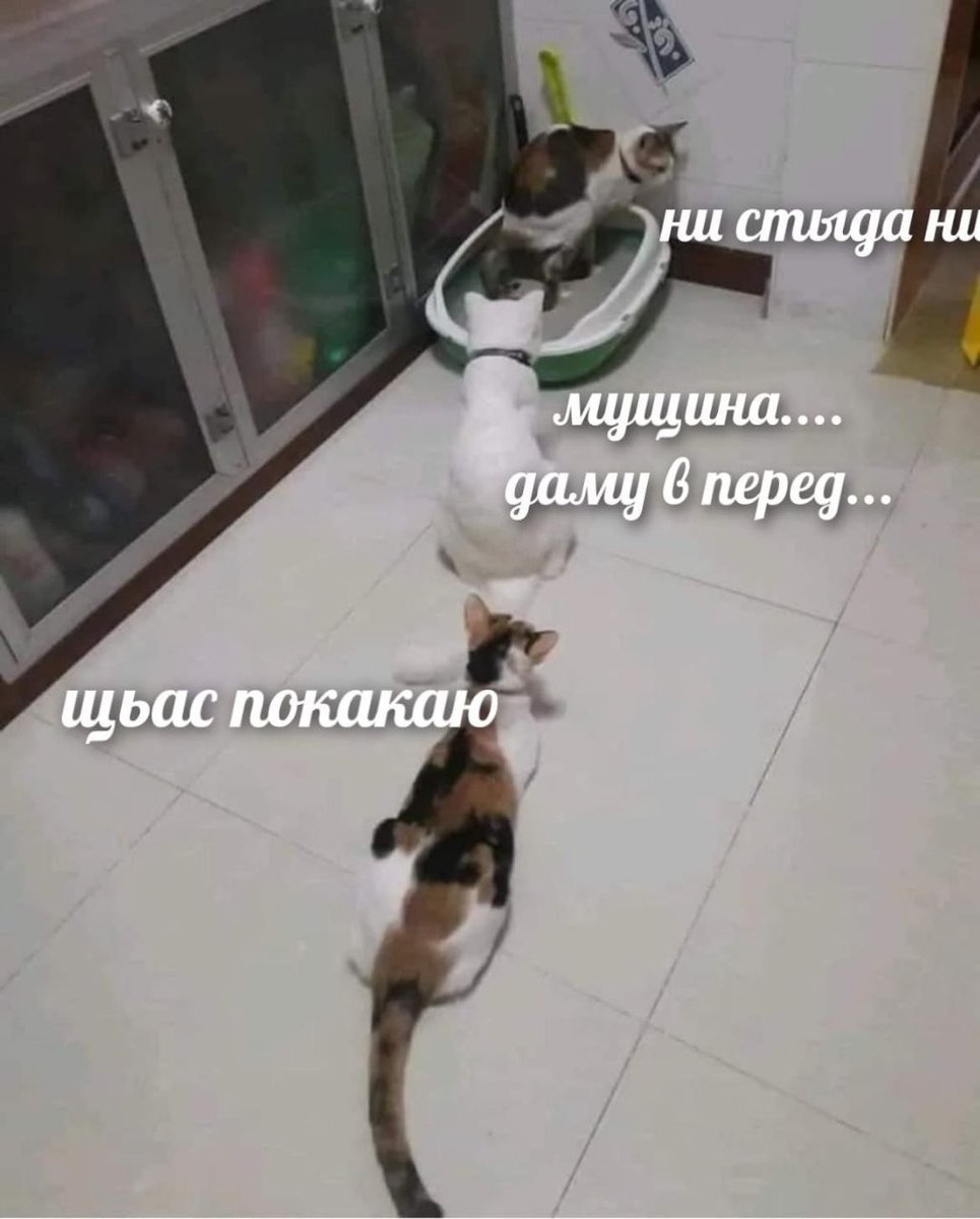 ну по следний конечно вообще не стесняется!! — Мемы про котов (по ржать) · Стрекоза