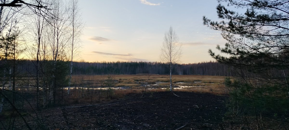 +болото +лес +я(неточно) — gerbariyy · Стрекоза