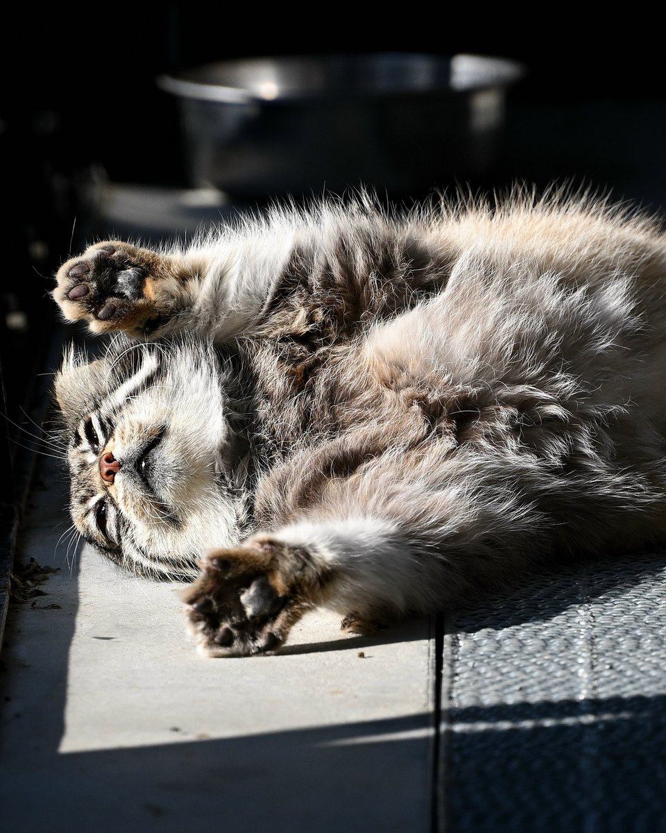 Если у вас был плохой день — посмотрите на этого манульчика — Леонардо Дайвинчик · Стрекоза