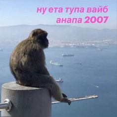Всем привет, пользователи Всемирной паутины Интернет! — Tulya · Стрекоза