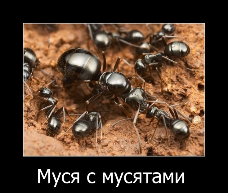 Попробуйте как нибудь засунуть хуй в муравейник, они будут только рады — Oklahoma_Mixer · Стрекоза