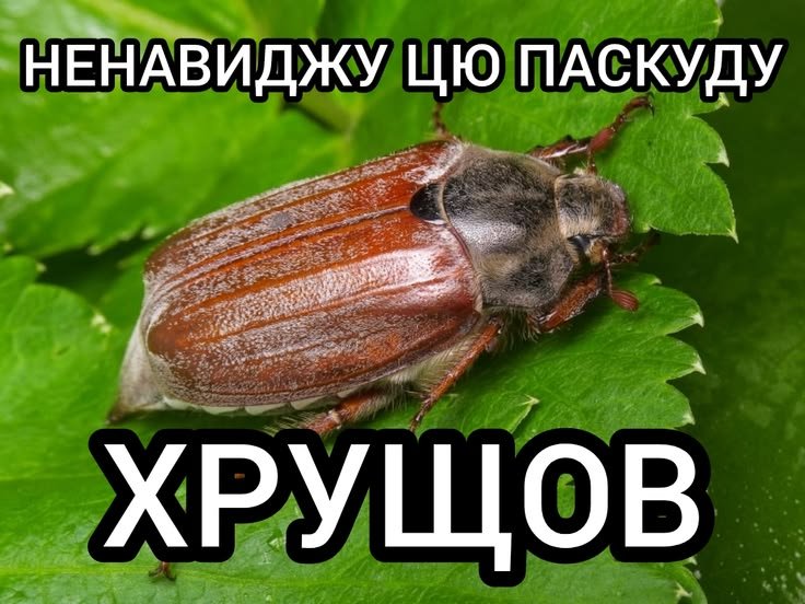 Ладн все теперь можно валить — Oklahoma_Mixer · Стрекоза