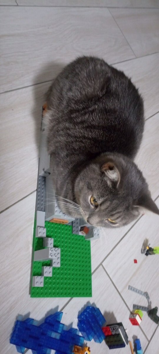 Jarvis, i'm low on Мне нравится, post some photos of my cat — bogdanov · Стрекоза