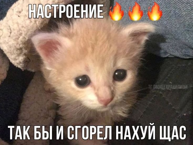 И СНОВА СТРЕКОЗА ЖИВА прибираюсь под музычку, ебашу энергос🤘✨ — ChetTJ · Стрекоза