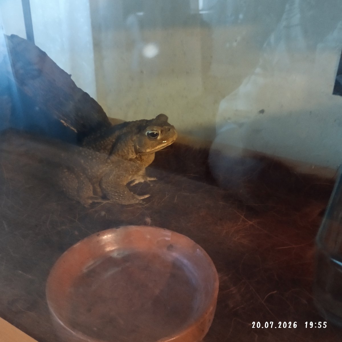 Toads are such unusual creatures. I really enjoy watching them. They… — biktope_victor · Стрекоза