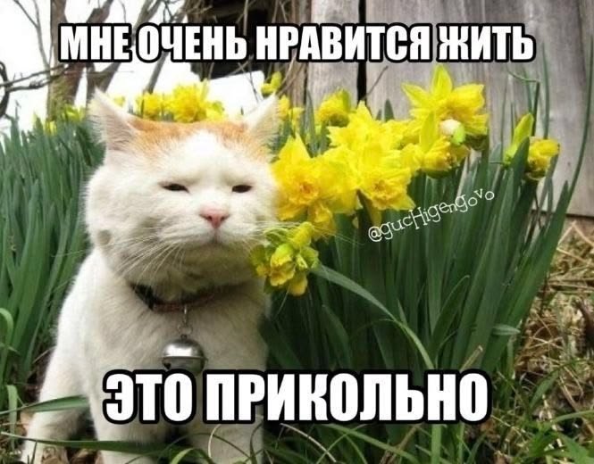 А мне воду в городе выключили, так что в школу не иду — Mauser98k · Стрекоза