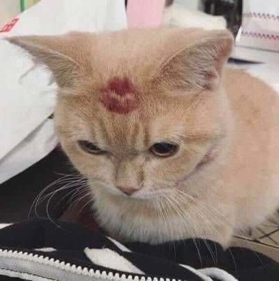 У меня ща все шансы, что эта упаковка яиц (восьмая по счету) возможно… — DeltaDi · Стрекоза