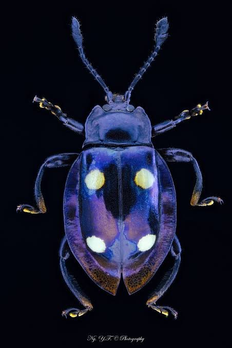 грибо - один из вида жуков-грибоедов Eumorphus tetraspilotus именно п… — Hakka · Стрекоза