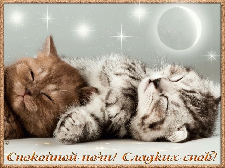 ✧ Всем добрейших и нежных сновидений, Стрекозята! Надеюсь, что этот д… — meownancy · Стрекоза
