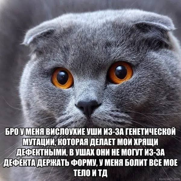 бля, я так надеюсь, что не болит по кд. А то это совсем пизда. Знаю,… — wAs · Стрекоза