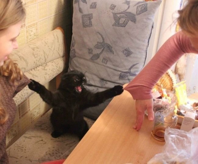 Кот-павук когда держал две половинки корабля — DeltaDi · Стрекоза