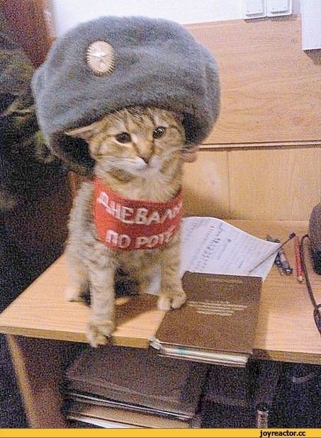 Кепку напомнил, хз чем, но вайб присутствует — DeltaDi · Стрекоза