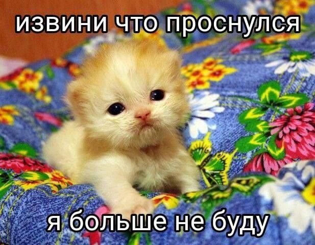 ПроснАрка в 6 утра, чё вы тут? Я пока толко взяАрка нормально за рисо… — Apka · Стрекоза