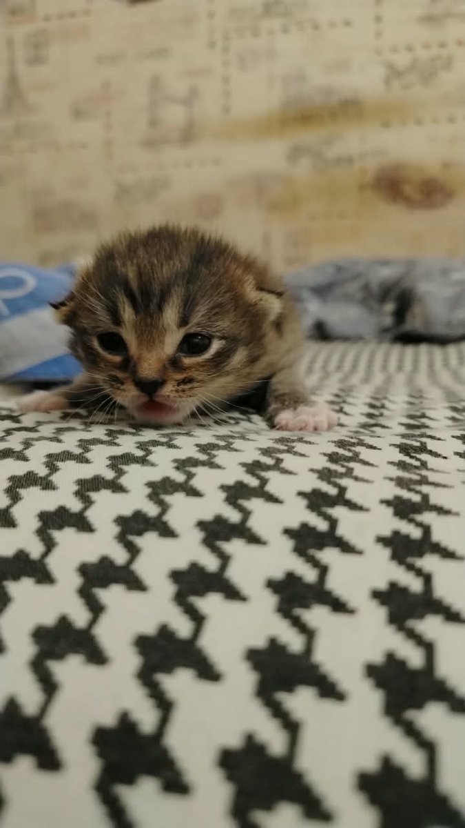 Котость. — Tihiy. · Стрекоза