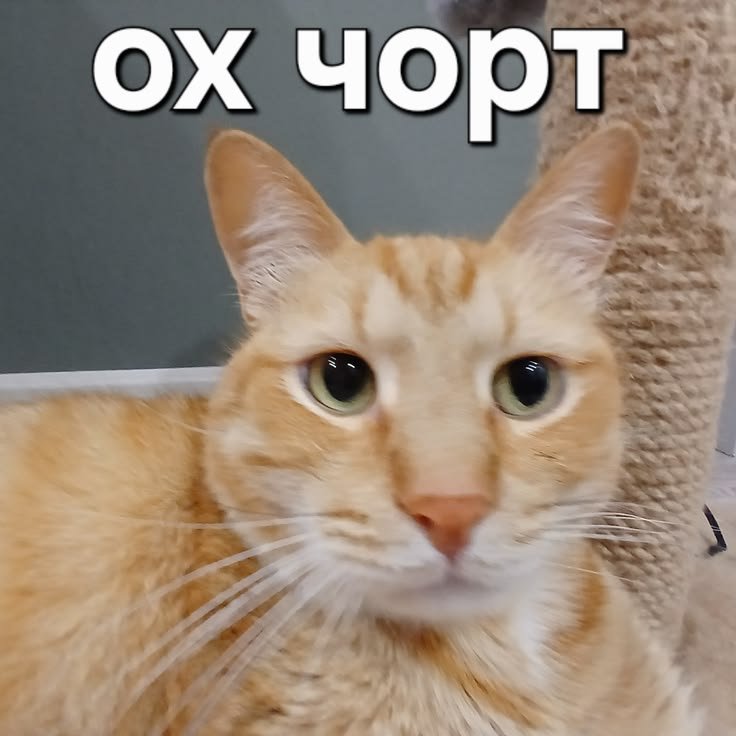 Чорт, кто-то кинул запрос в друзья... Мне страшно социализироваться — Catarc · Стрекоза