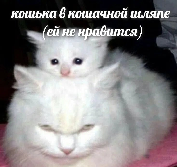 Зайдите в сообщество пожалуйста мемы про котов (по ржать) — UltraChpoker · Стрекоза