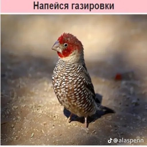 Давно у нас постов не было исправляем — RALLY FM · Стрекоза