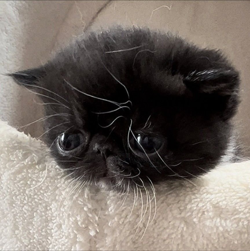 Определнно с последним артом я ультанула на фоне агромный переработак… — PUCHURAPUCHURAPUCHURA · Стрекоза