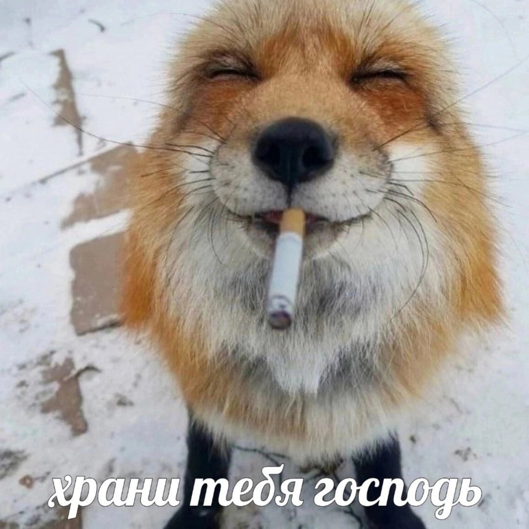 всем добрых — okay_so_be_it · Стрекоза