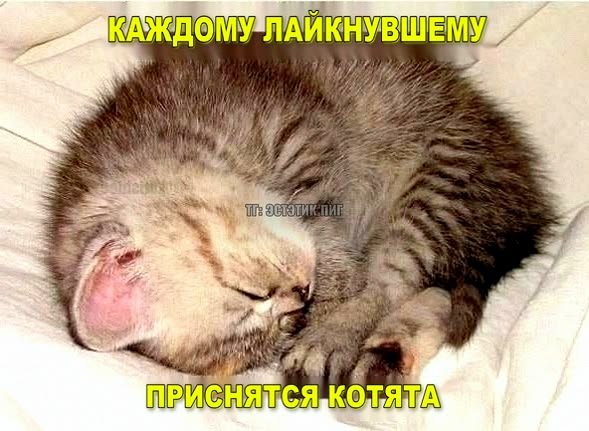 ладно ребят, всех вас люблю, доброй ночи хотела бы с вами побыть подо… — emiliaaoaa · Стрекоза
