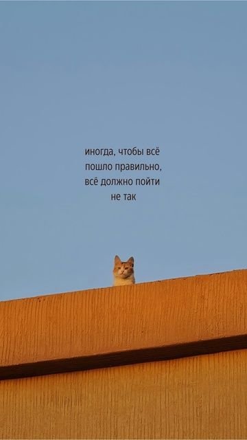 Я замёрзла ппц. Я не знаю, либо я простыла, как и творила вчера кому-… — DeltaDi · Стрекоза