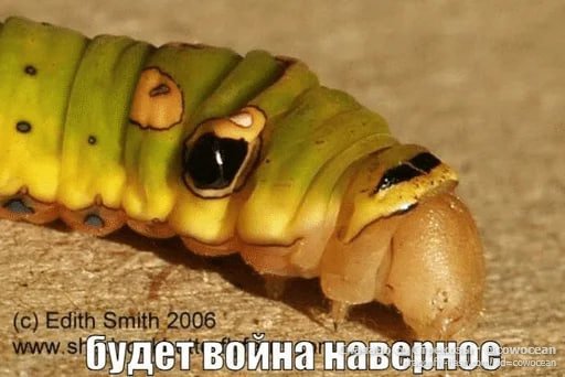 копирование вернули и добавили к нему вотерку — Qvk4JI_420 · Стрекоза