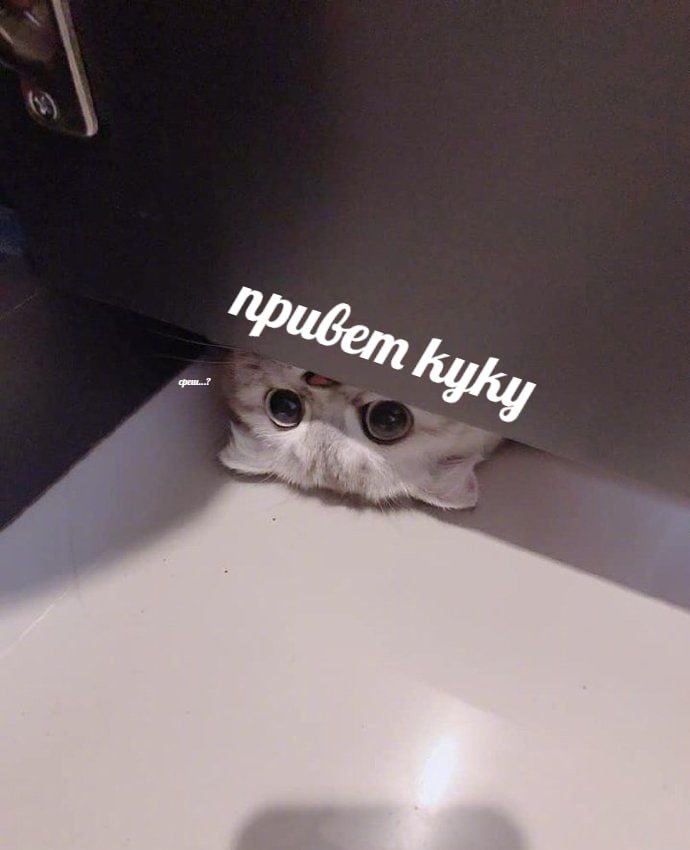 Мемы про котов (по ржать) — UltraChpoker · Стрекоза