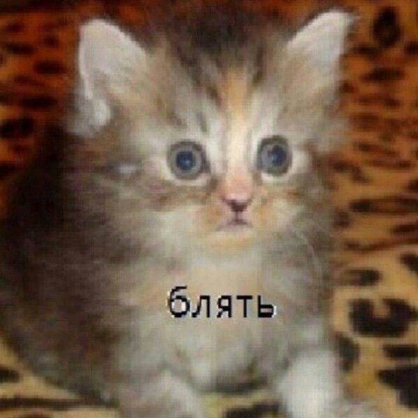 - ало, дурка? Да да, я дурею с этой прикормки — DeltaDi · Стрекоза