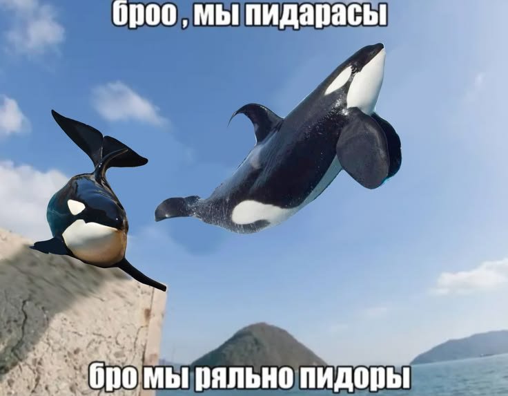 Хмм... Я так понимаю, что на стрекозе теперь косатки в тренде? Форсим… — Catarc · Стрекоза