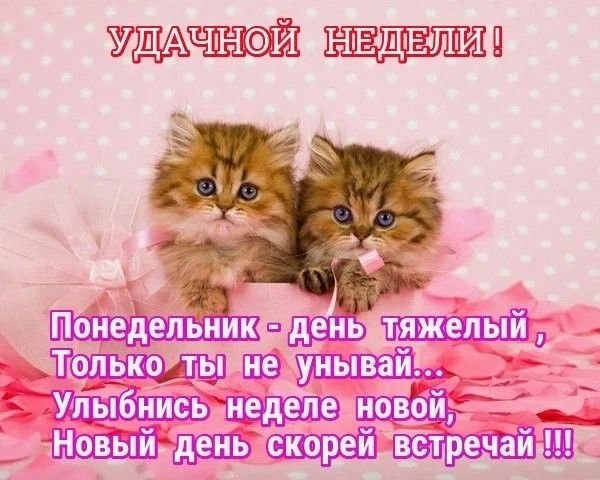 ВСЕМ ДОБРОГО ДЕНЁЧКА ХОРОШЕВО ПОНЕДЕЛЬНИКА ПУСКАЙ У ВАС ВСЕ ХОРОШО СЛ… — emiliaaoaa · Стрекоза
