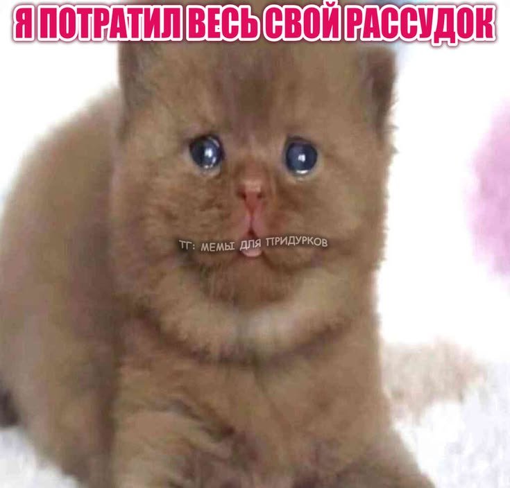 завтра надо встать в шесть или пять сдать еще несколько работ потом п… — emiliaaoaa · Стрекоза