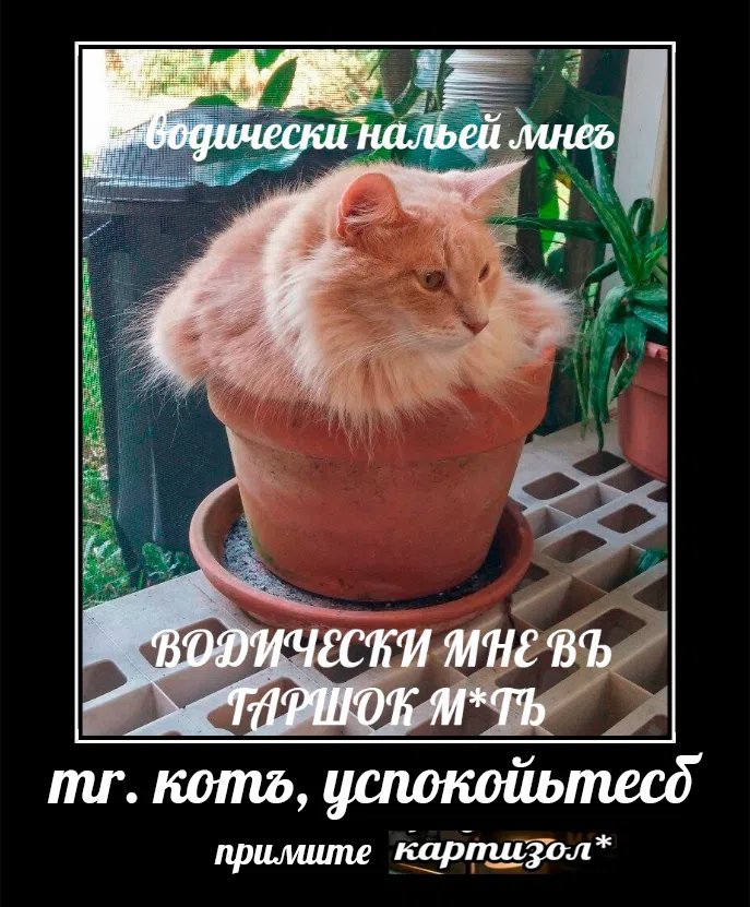 Задумайтесб — Мемы про котов (по ржать) · Стрекоза