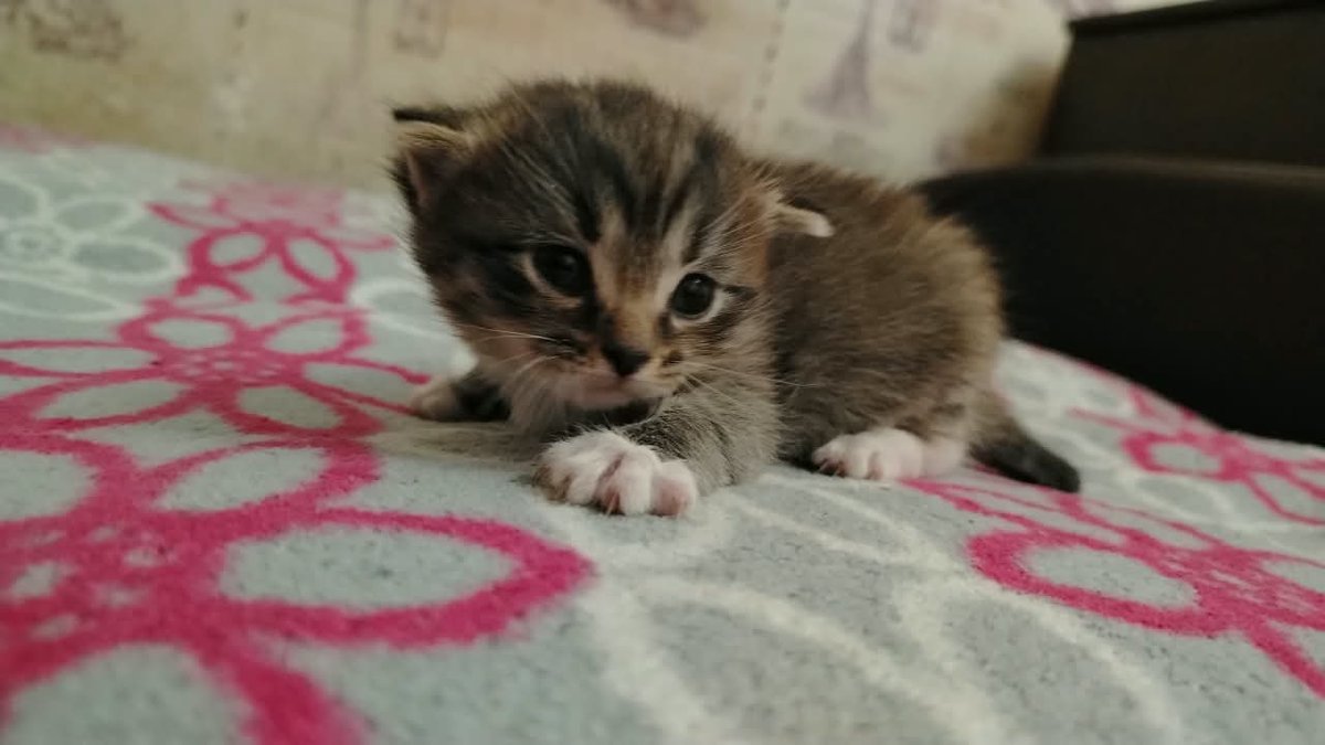 Котость. — Tihiy. · Стрекоза