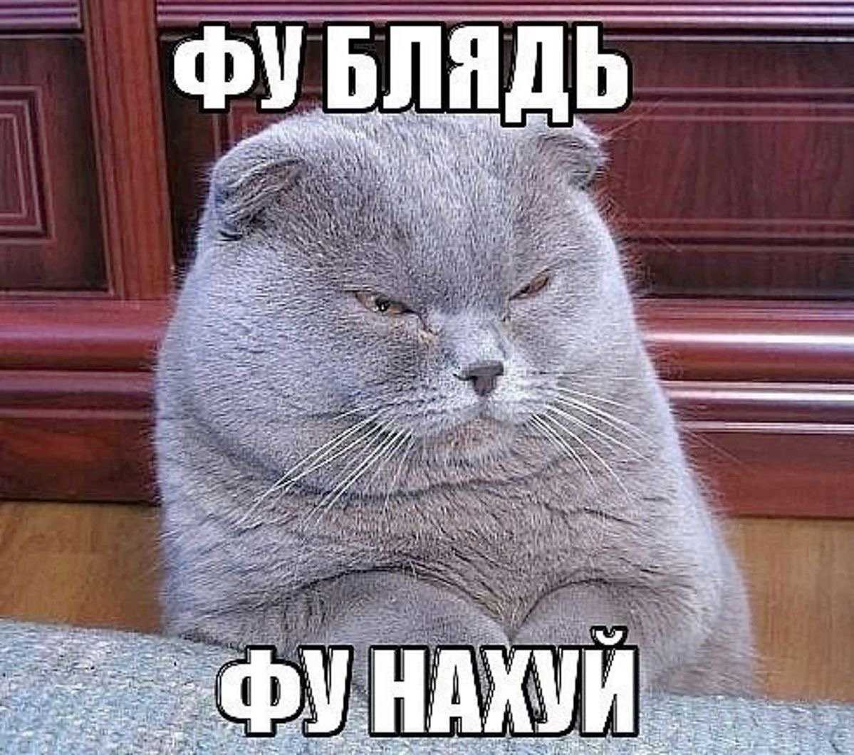 шотландцы и британцы прям как момпсики — zabawka_qwq · Стрекоза