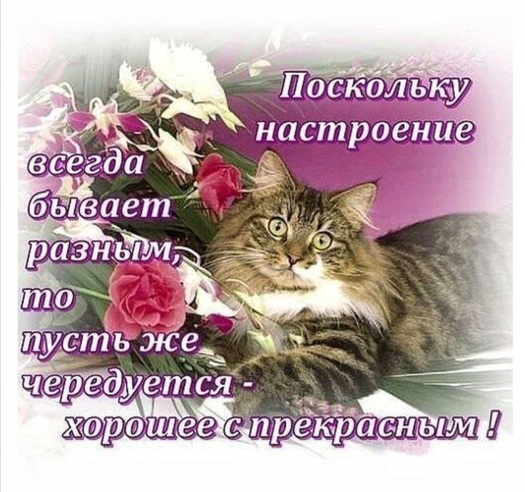 Всем приятного утречка, Стрекозята! (⁠/⁠^⁠-⁠^⁠(⁠^⁠ ⁠^⁠*⁠)⁠/ Пусть ваш… — meownancy · Стрекоза