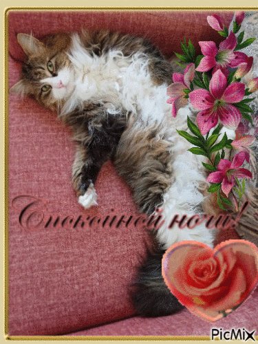гифка для моей бабушки с её кошкой ( кошке три года она очень огромна… — RIMARIMSKAIA · Стрекоза