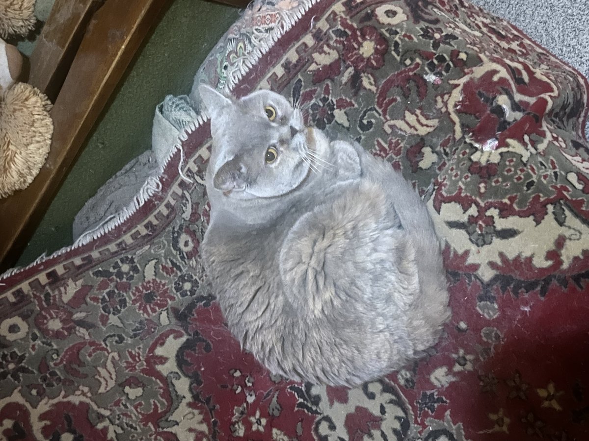 ЩО ЗА ХУЙНЯ ШО ТЫ ЗАКАЗАЛА ШО ТЫ ЗАКАЗАЛА… ПАСЕМУ ОН…КРУГЛЫЙ — zabawka_qwq · Стрекоза