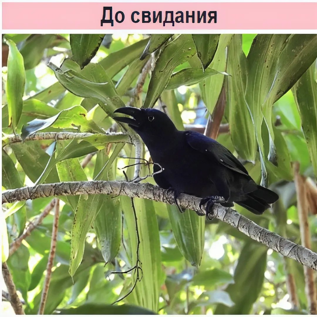 ярких снов и хорошего последующего дня — gneg. · Стрекоза