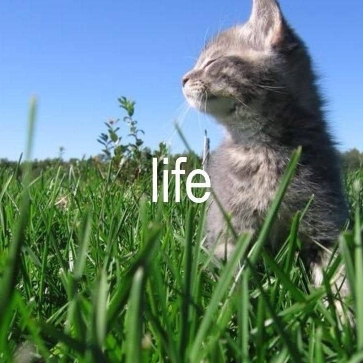 друзья, всем хорошего дня и настроения! а мне пора на (раб)оту.... — xenia- · Стрекоза