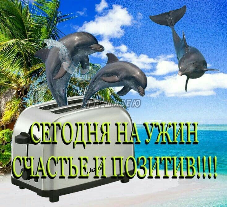 Привет, я тут новеньки, но вайб определенно имеется — Toaster · Стрекоза