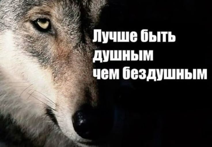 Открой форточку, Посмотри в окно... Видишь на асфальте Лежит говно — Волк - не Тот. · Стрекоза