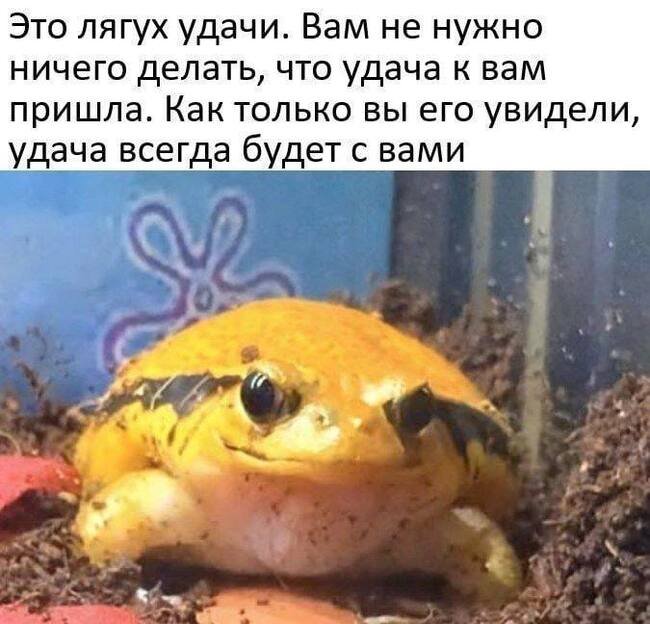 Говорят сегодня среда, чЮваки — nePikabu · Стрекоза