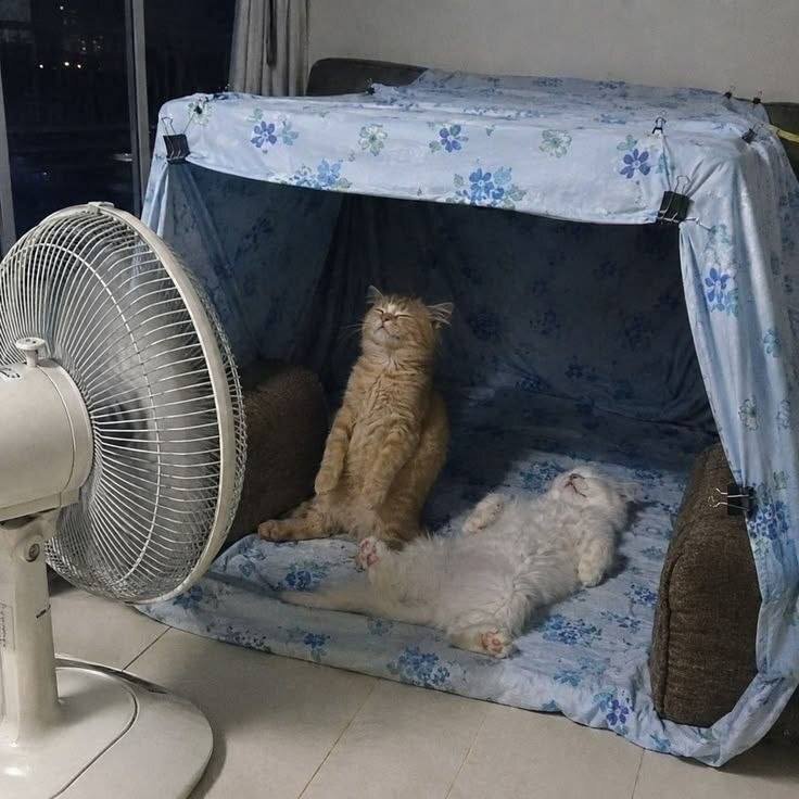 смешная фотография котики вентилятор — wAs · Стрекоза