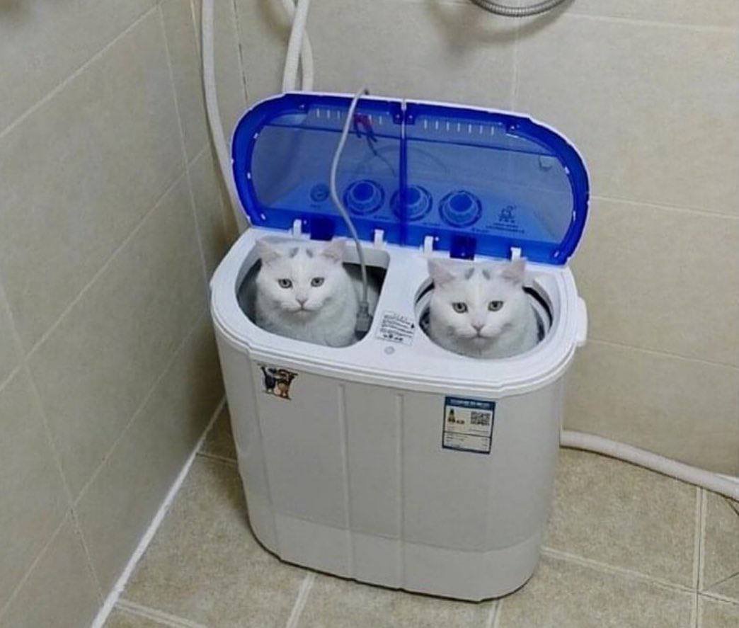 Apple Aircats Pro Meow — meownancy · Стрекоза