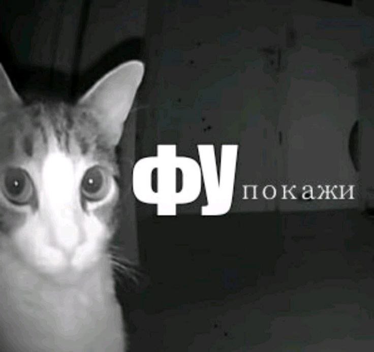 Пхахха покажи говорит — Oklahoma_Mixer · Стрекоза