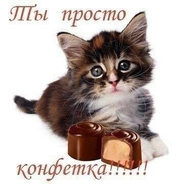 всо, решено карочи, будут такие хорошенькие картиночки с котятами — meowxxilz · Стрекоза