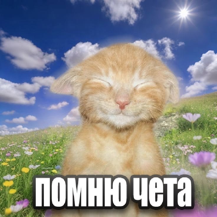 была чота рили — meowxxilz · Стрекоза