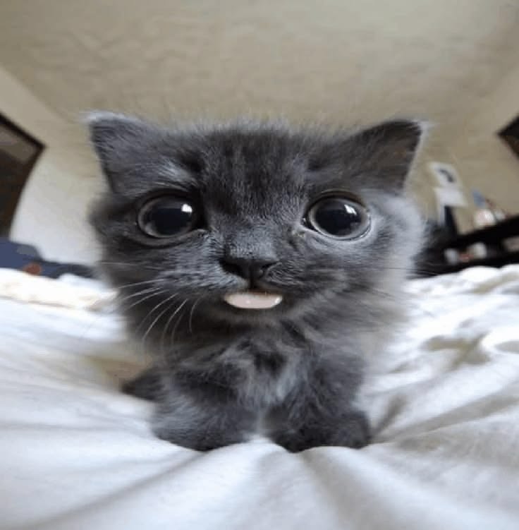 он такоц типа 😛 — meowxxilz · Стрекоза