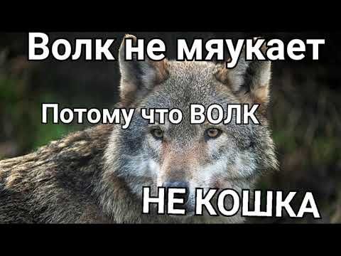 Мяуф — Волк - не Тот. · Стрекоза